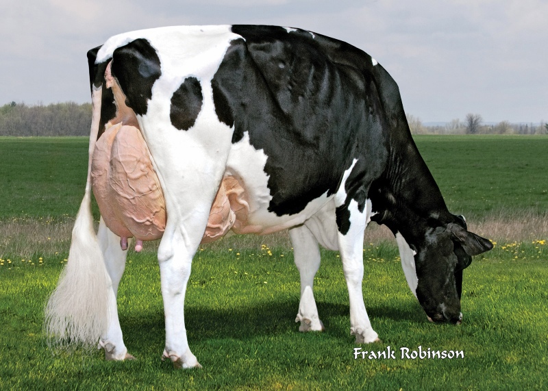 REBELL — 799HO00038